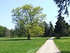 Bild: Baum im Park&nbsp;&ndash; Klick zum Vergr&ouml;&szlig;ern