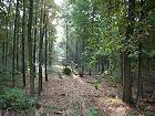 Bild: Herbstwald 1&nbsp;&ndash; Klick zum Vergr&ouml;&szlig;ern