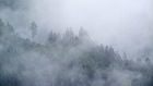 Bild: Nebelwald 02&nbsp;&ndash; Klick zum Vergr&ouml;&szlig;ern