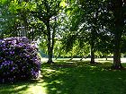 Bild: Rhododentron im Park&nbsp;&ndash; Klick zum Vergr&ouml;&szlig;ern