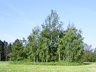 Bild: W&auml;ldchen im Fr&uuml;hling&nbsp;&ndash; Klick zum Vergr&ouml;&szlig;ern