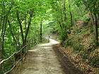 Bild: Waldweg 2&nbsp;&ndash; Klick zum Vergr&ouml;&szlig;ern