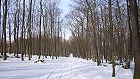Bild: Winterwald 2&nbsp;&ndash; Klick zum Vergr&ouml;&szlig;ern