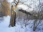 Bild: Baumstumpf im Winter&nbsp;&ndash; Klick zum Vergr&ouml;&szlig;ern