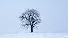 Bild: Einzelner Baum 09&nbsp;&ndash; Klick zum Vergr&ouml;&szlig;ern