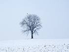 Bild: Einzelner Baum 09&nbsp;&ndash; Klick zum Vergr&ouml;&szlig;ern