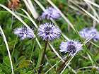 Bild: Kugelblume&nbsp;&ndash; Klick zum Vergr&ouml;&szlig;ern