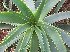 Bild: Tintenfisch-Aloe&nbsp;&ndash; Klick zum Vergr&ouml;&szlig;ern