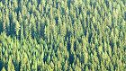 Bild: Wald 1&nbsp;&ndash; Klick zum Vergr&ouml;&szlig;ern
