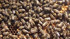 Bild: Bienen mit Wabe&nbsp;&ndash; Klick zum Vergr&ouml;&szlig;ern