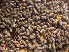 Bild: Bienen mit Wabe&nbsp;&ndash; Klick zum Vergr&ouml;&szlig;ern
