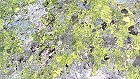 Bild: Flechten&nbsp;&ndash; Klick zum Vergr&ouml;&szlig;ern
