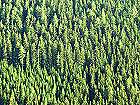Bild: Wald&nbsp;&ndash; Klick zum Vergr&ouml;&szlig;ern