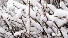 Bild: Winterdornen&nbsp;&ndash; Klick zum Vergr&ouml;&szlig;ern
