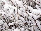 Bild: Winterdornen&nbsp;&ndash; Klick zum Vergr&ouml;&szlig;ern