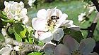 Bild: Biene in Blüte 04 – Klick zum Vergrößern