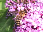 Bild: Biene in Bl&uuml;te 05&nbsp;&ndash; Klick zum Vergr&ouml;&szlig;ern