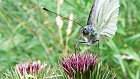 Bild: Schmetterling 06&nbsp;&ndash; Klick zum Vergr&ouml;&szlig;ern
