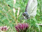 Bild: Schmetterling 06&nbsp;&ndash; Klick zum Vergr&ouml;&szlig;ern