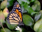 Bild: Schmetterling 11&nbsp;&ndash; Klick zum Vergr&ouml;&szlig;ern
