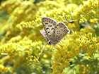 Bild: kleiner Schmetterling 12&nbsp;&ndash; Klick zum Vergr&ouml;&szlig;ern