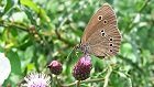 Bild: Schmetterling 14&nbsp;&ndash; Klick zum Vergr&ouml;&szlig;ern