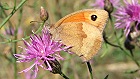 Bild: Schmetterling 15&nbsp;&ndash; Klick zum Vergr&ouml;&szlig;ern