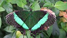 Bild: Schmetterling 14&nbsp;&ndash; Klick zum Vergr&ouml;&szlig;ern