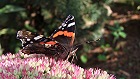 Bild: Schmetterling Admiral 2&nbsp;&ndash; Klick zum Vergr&ouml;&szlig;ern