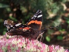 Bild: Schmetterling Admiral 2&nbsp;&ndash; Klick zum Vergr&ouml;&szlig;ern
