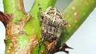 Bild: Spinne 01&nbsp;&ndash; Klick zum Vergr&ouml;&szlig;ern