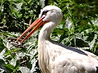 Bild: Storch 02&nbsp;&ndash; Klick zum Vergr&ouml;&szlig;ern